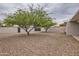 Backyard featuring trees and gravel at 2021 W Clarendon Ave, Phoenix, AZ 85015