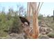 A Harris's Hawk perched on a dead saguaro cactus in a desert landscape at 40215 N 110Th Pl, Scottsdale, AZ 85262