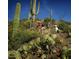 Scenic hiking trail featuring diverse desert vegetation and natural beauty at 40215 N 110Th Pl, Scottsdale, AZ 85262