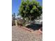 Landscaped front yard with mature tree, rose bushes and attractive rock ground covering at 4123 N 106Th N Ave, Phoenix, AZ 85037