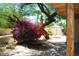Landscaped backyard patio featuring a mature tree with vibrant bougainvillea at 717 E State Ave, Phoenix, AZ 85020
