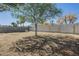 Spacious backyard featuring a large tree and block fence providing great privacy at 1450 E Topeka Dr, Phoenix, AZ 85024