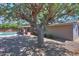 Shaded backyard with mature trees and views of the backyard pool and covered patio at 1220 E Avenida Ellena St, Casa Grande, AZ 85122