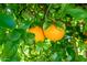 Close-up of vibrant oranges on a tree, showcasing lush greenery and abundant fruit at 17520 W Fairview St, Goodyear, AZ 85338