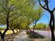 Beautiful street view of lush green trees lining the sidewalk on a bright sunny day at 25935 W Potter Dr, Buckeye, AZ 85396