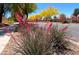 Landscaped street view featuring desert plants and vibrant desert trees on a sunny day at 25935 W Potter Dr, Buckeye, AZ 85396