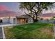 Manicured backyard with lush grass, patio, and mature shade tree at sunset at 4205 N 19Th Pl, Phoenix, AZ 85016