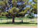 Scenic park view with lush green grass, mature trees, and a fenced-in dog park area for residents' enjoyment at 6226 N 21St Dr, Phoenix, AZ 85015
