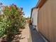 Exterior of home with landscaped walkway and mature flowers, offering a serene and inviting atmosphere at 5517 W Commonwealth Pl, Chandler, AZ 85226
