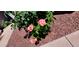 Outdoor close up of flowers blooming near the sidewalk at 1681 S Karen Dr, Chandler, AZ 85286