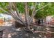 Backyard view featuring a large tree providing shade and an outdoor seating area at 991 N Quail Ln, Gilbert, AZ 85233
