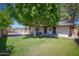 Lush backyard with mature tree, lawn, trampoline, and view of the house's rear exterior at 2424 E Ivy St, Mesa, AZ 85213