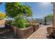Backyard raised garden beds with growing vegetables, privacy landscaping, and mountain views at 3118 W Glenhaven Dr, Phoenix, AZ 85045