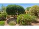 Well-maintained front yard featuring mature trees and colorful flowering bushes at 13134 W Los Bancos Ct, Sun City West, AZ 85375