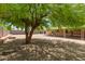 Expansive backyard with mature tree providing ample shade, and block wall fencing at 525 N 94Th Way, Mesa, AZ 85207