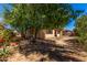 Lush backyard features mature trees, offering shade and privacy for outdoor enjoyment at 18775 E Seagull Dr, Queen Creek, AZ 85142