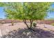 Large tree in the backyard surrounded by desert landscaping, and brickwork at 2807 W Gregory St, Apache Junction, AZ 85120