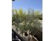 Bright view with a tree and a pool from balcony at 20100 N 78Th N Pl # 3212, Scottsdale, AZ 85255