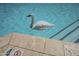 Shallow end of the community pool with a decorative swan float at 3830 E Lakewood Pkwy # 1051, Phoenix, AZ 85048