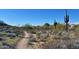 Scenic desert walking trail featuring native plants and clear blue sky at 16861 N 106Th Way, Scottsdale, AZ 85255