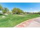 Expansive backyard featuring lush lawn and mature trees, perfect for outdoor activities at 2222 W Morse Ct, Anthem, AZ 85086