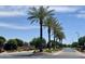 Street view featuring beautiful palm trees and landscaping in a well-maintained neighborhood at 913 W Leadwood Ave, Queen Creek, AZ 85140