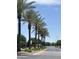 Street view featuring beautiful palm trees and landscaping in a well-maintained neighborhood at 913 W Leadwood Ave, Queen Creek, AZ 85140