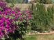 This backyard features lush green bougainvillea plants near grass and an ivy-covered wall at 314 E Campo Bello Dr, Phoenix, AZ 85022