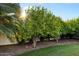 Green backyard with grass, lemon tree with ripening lemons, and mature landscaping at 11331 E Cochise Dr, Scottsdale, AZ 85259