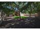 The backyard offers a large shade tree, desert landscaping, grass, and block fence at 18116 N Catherine Dr, Surprise, AZ 85374