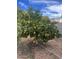 Lush fruit tree laden with ripe fruit in a well-kept yard, showcasing natural beauty at 8441 W Foothill Dr, Peoria, AZ 85383