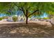 Shaded backyard highlighting the property's trees, desert landscaping and southwestern-style home at 13238 N 78Th St, Scottsdale, AZ 85260