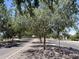 Community street with mature trees lining the road at 14793 W Surrey Dr, Surprise, AZ 85379