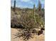 Features arid desert landscape, native cacti, desert plants, gravel and a small metal sculpture under clear, sunny skies at 1725 E Staghorn Ln, Carefree, AZ 85377