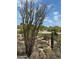 Lush desert landscape featuring an Ocotillo cactus and saguaros against the backdrop of a golf course at 1725 E Staghorn Ln, Carefree, AZ 85377