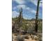 Desert landscape with mature cacti and native vegetation with glimpses of a well-maintained golf course at 1725 E Staghorn Ln, Carefree, AZ 85377