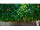 Mature orange tree laden with ripe fruit, set against a brick wall and lush green foliage at 2139 W Obispo Ave, Mesa, AZ 85202