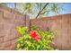 Close-up of vibrant red hibiscus flowers against a brick wall in a well-maintained backyard at 17429 W Red Bird Rd, Surprise, AZ 85387