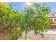 Backyard with orange tree in the sun provides a blank canvas for outdoor living at 2111 E Azalea Dr, Chandler, AZ 85286