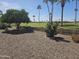 Landscaped backyard featuring desert landscaping, a vibrant rose bush, and views of the lush green golf course at 2528 N Lema Dr, Mesa, AZ 85215