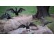 Flock of cormorants sunning themselves on boulders at 4440 S Leisure Way, Gilbert, AZ 85297