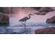 Great Blue Heron wading in the water at 4440 S Leisure Way, Gilbert, AZ 85297