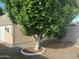 Mature tree with a ring of rocks in the low maintenance backyard at 235 N 61St Pl, Mesa, AZ 85205