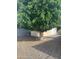 Low-maintenance backyard with mature shade tree and gravel at 235 N 61St Pl, Mesa, AZ 85205
