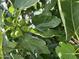 Image shows a fig tree with several unripe figs at 4614 N 19 Ave, Phoenix, AZ 85015