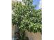 Beautiful fig tree, adding natural beauty and shade to the property at 4614 N 19 Ave, Phoenix, AZ 85015