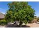 Large citrus tree laden with ripe fruit, enhancing the lush backyard landscape at 2363 Leisure World --, Mesa, AZ 85206