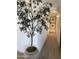 Bright hallway with wood-look flooring and decorative tree in a pot near an arched entryway at 4540 N 35Th N Ave, Phoenix, AZ 85017