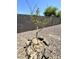 Backyard featuring a small tree surrounded by rocks at 7551 W Darrel Rd, Laveen, AZ 85339