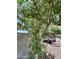 Backyard featuring a large tree with a birdcage hanging from one of its branches at 7551 W Darrel Rd, Laveen, AZ 85339